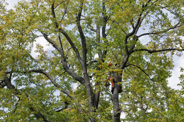 Best Leaf Removal  in USA